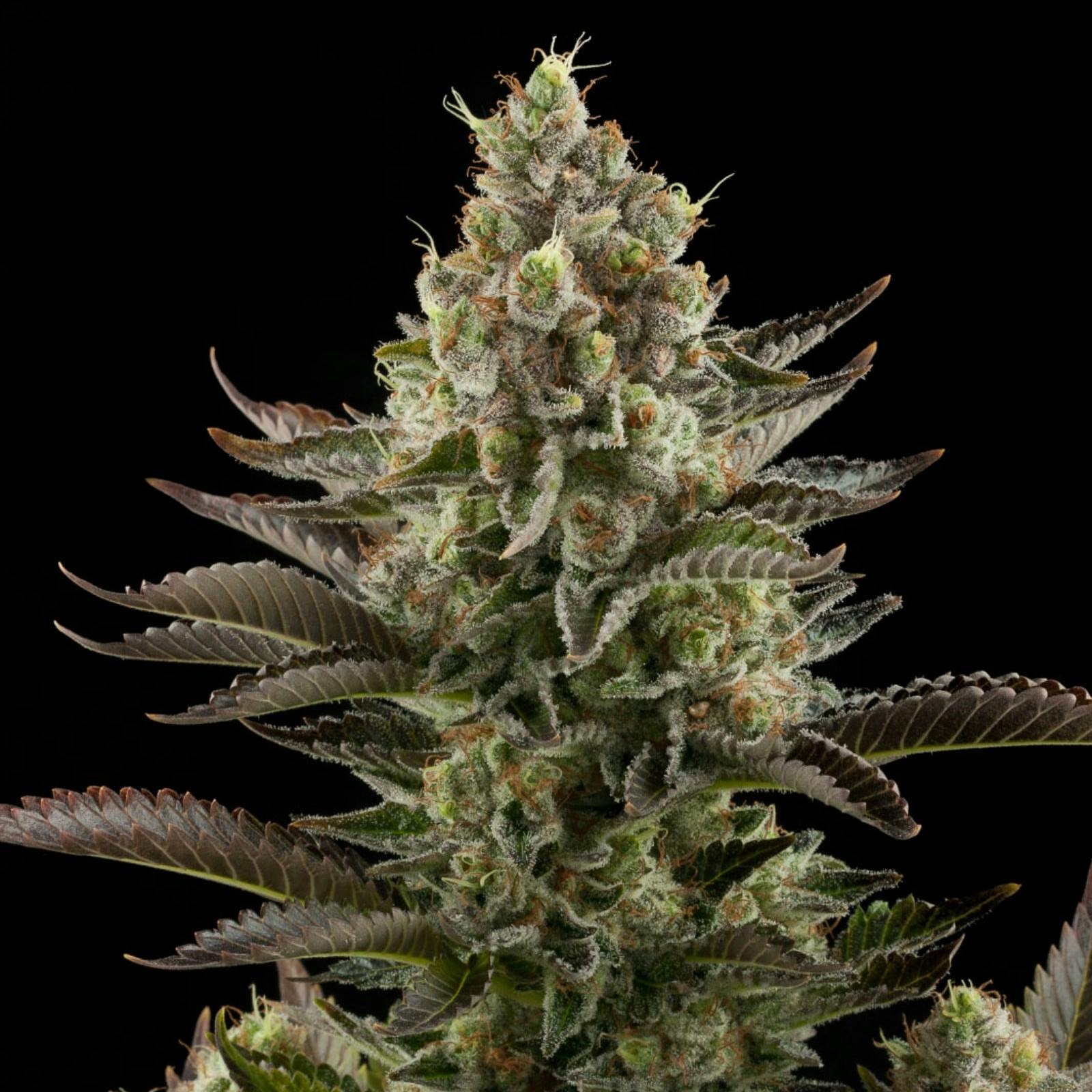 Premium Seed Market White Widow seeds Leafly